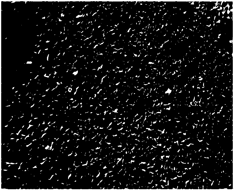 Method for preparing comby stannous oxide nanometer material