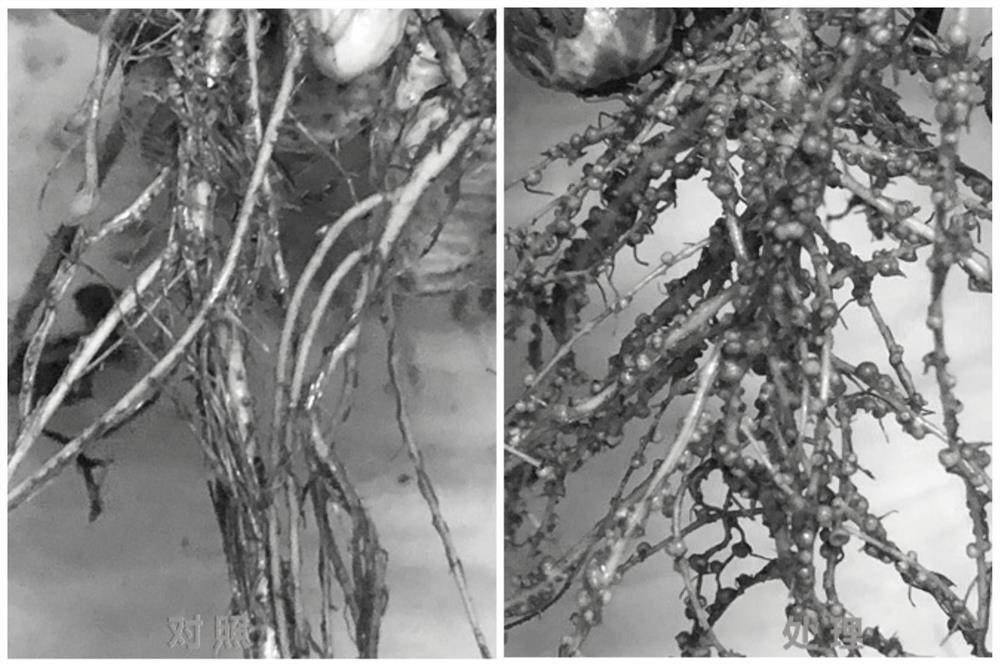 Method for increasing number of root nodules with nitrogenase activity at roots of leguminous crops and application of method to leguminous crops