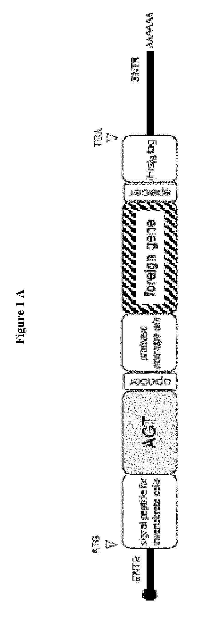 MGMT-based method for obtaining high yields of recombinant protein expression