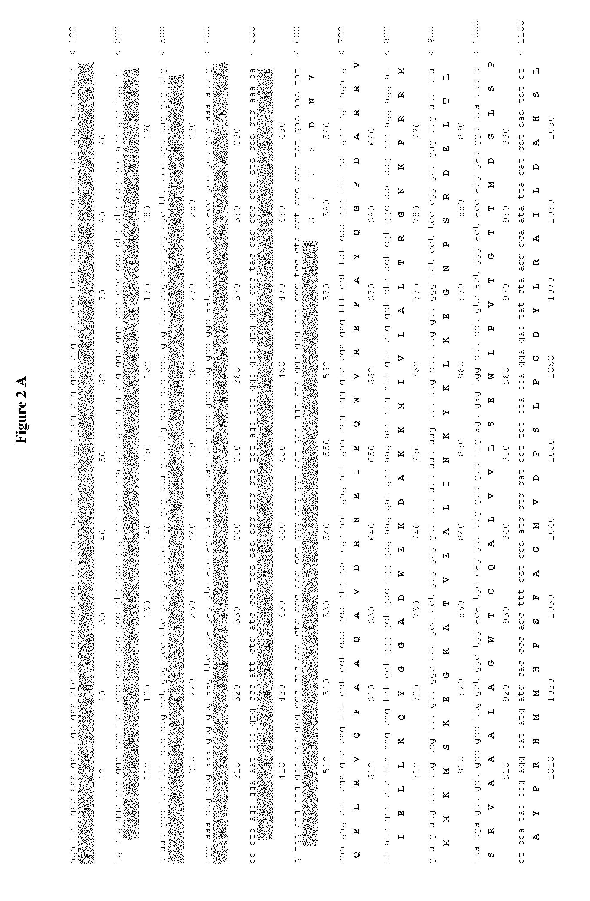 MGMT-based method for obtaining high yields of recombinant protein expression