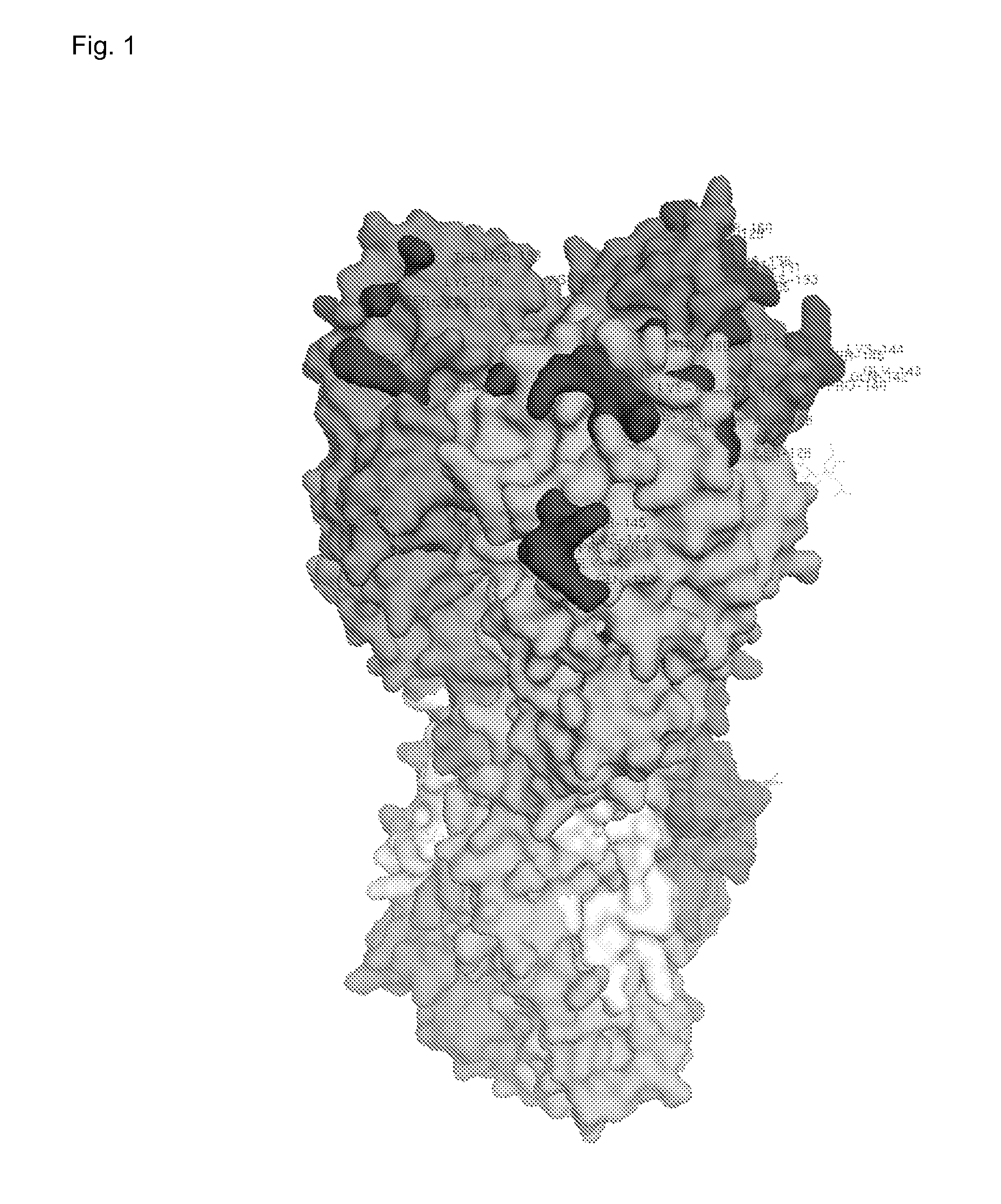 Vaccine antigens that direct immunity to conserved epitopes