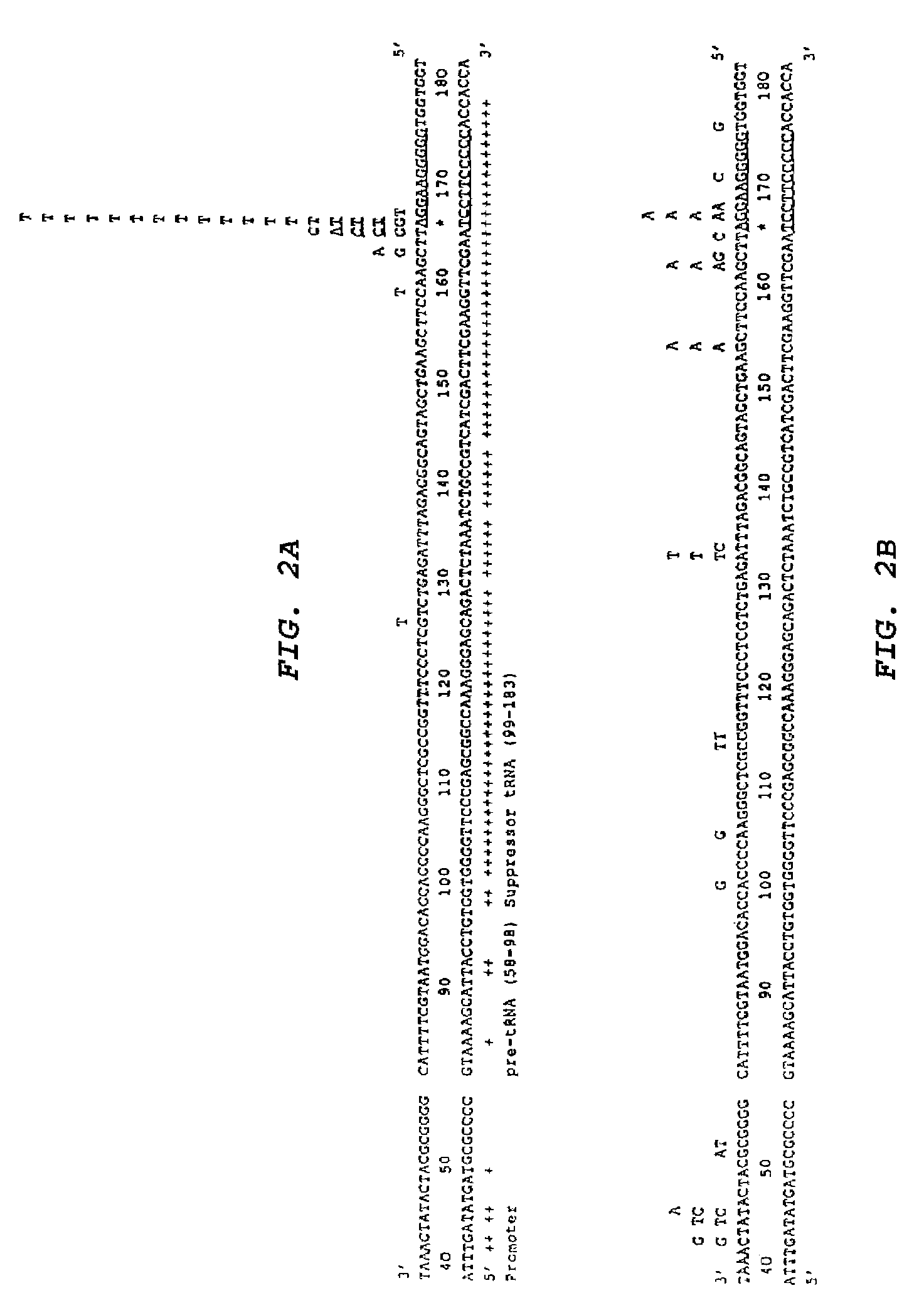 Chemically modified oligonucleotide for site-directed mutagenesis