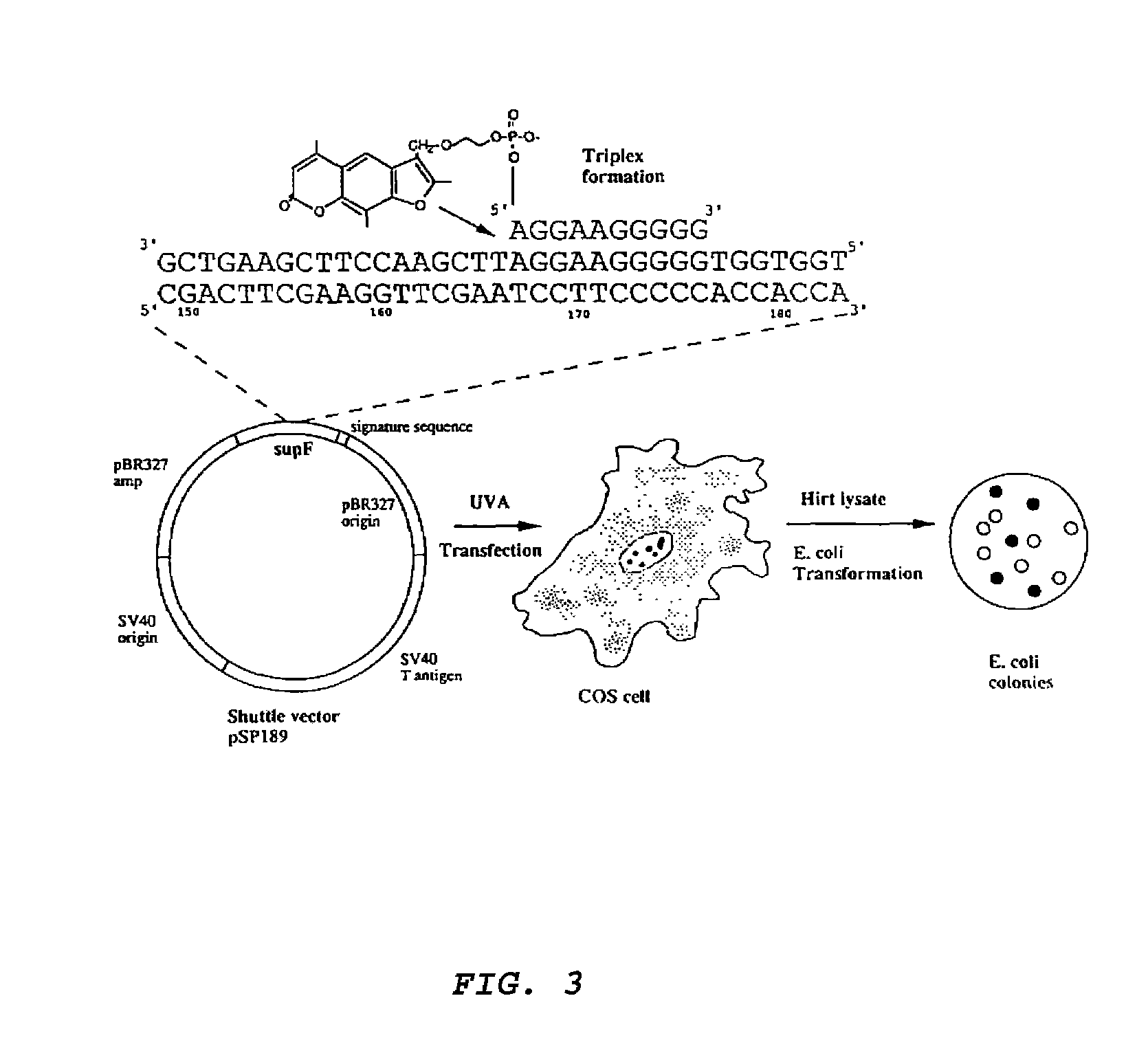 Chemically modified oligonucleotide for site-directed mutagenesis