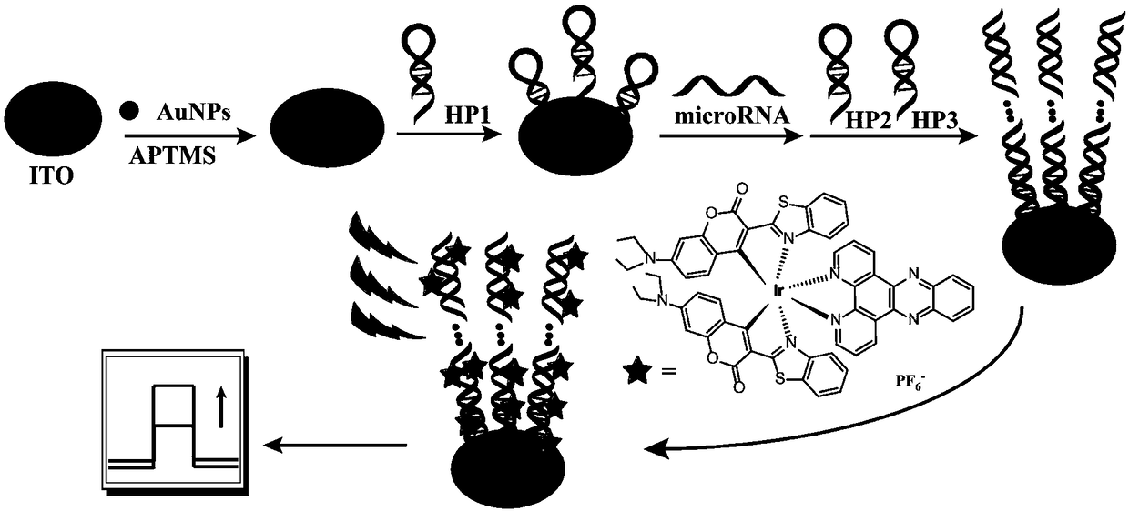 Preparation method of photoelectric chemical biosensor for microRNA detection