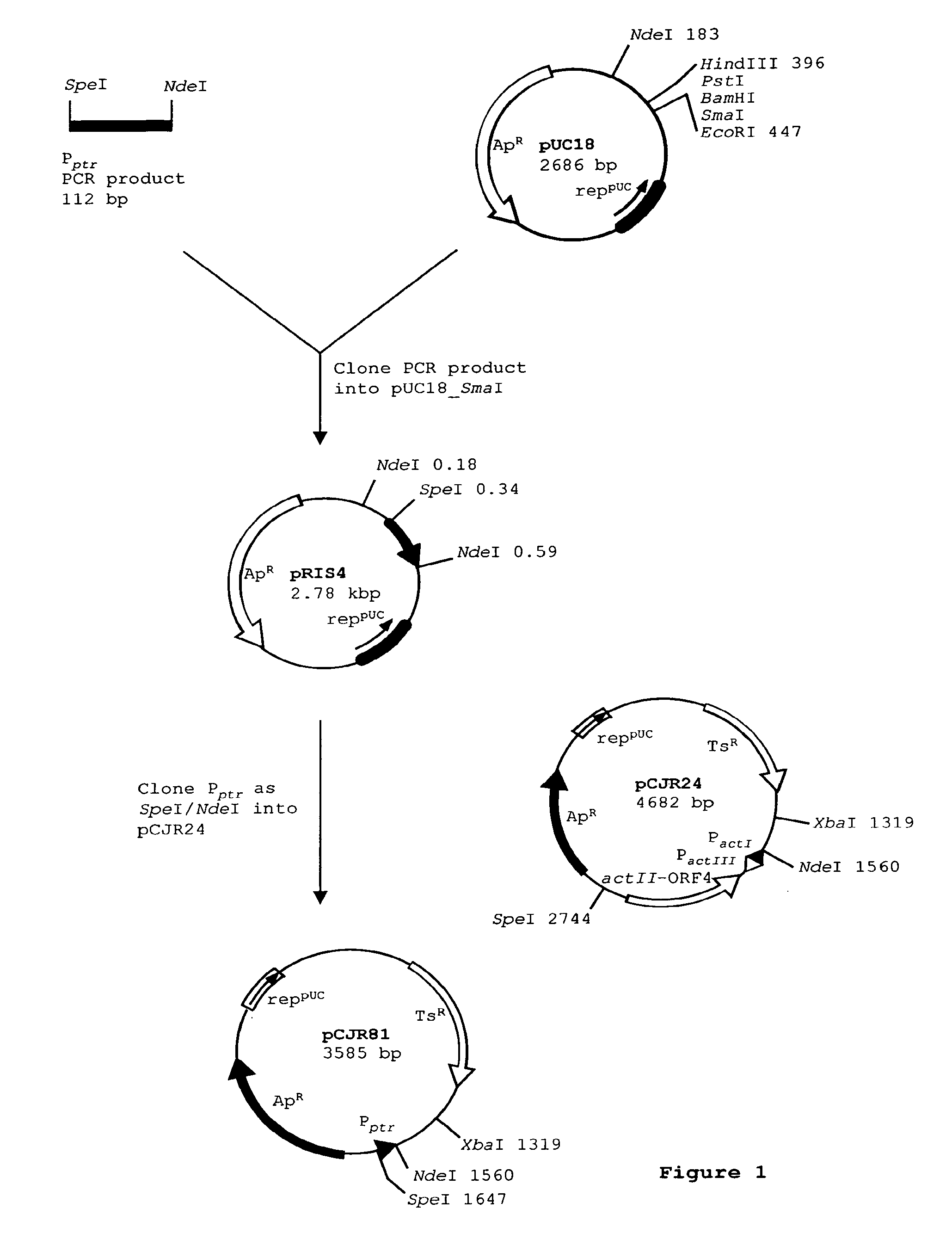 Spinosyn-producing polyketide synthases