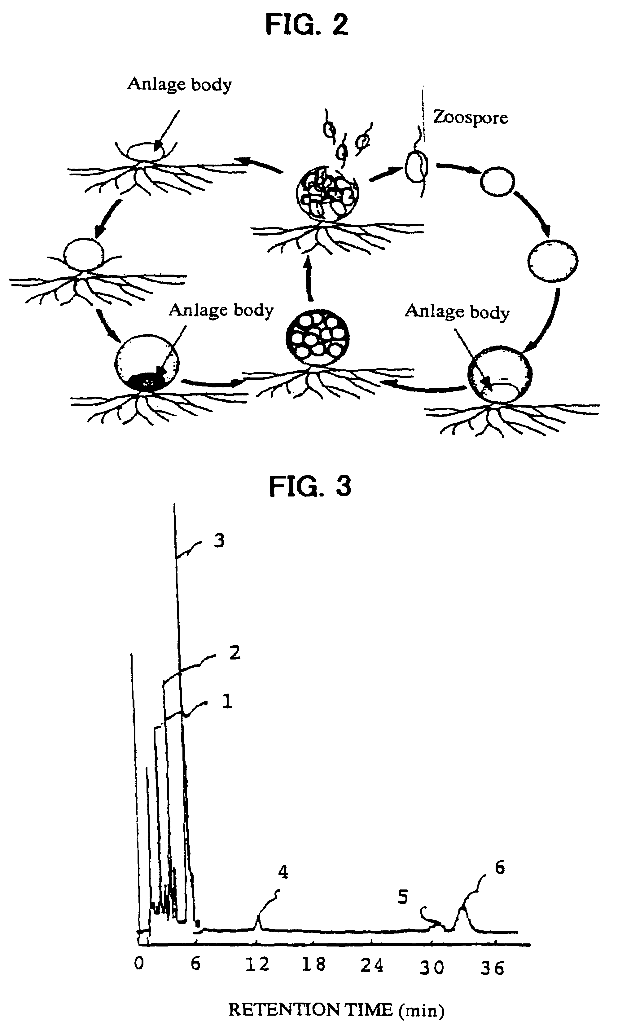 Microorganism and production of carotinoid compounds thereby