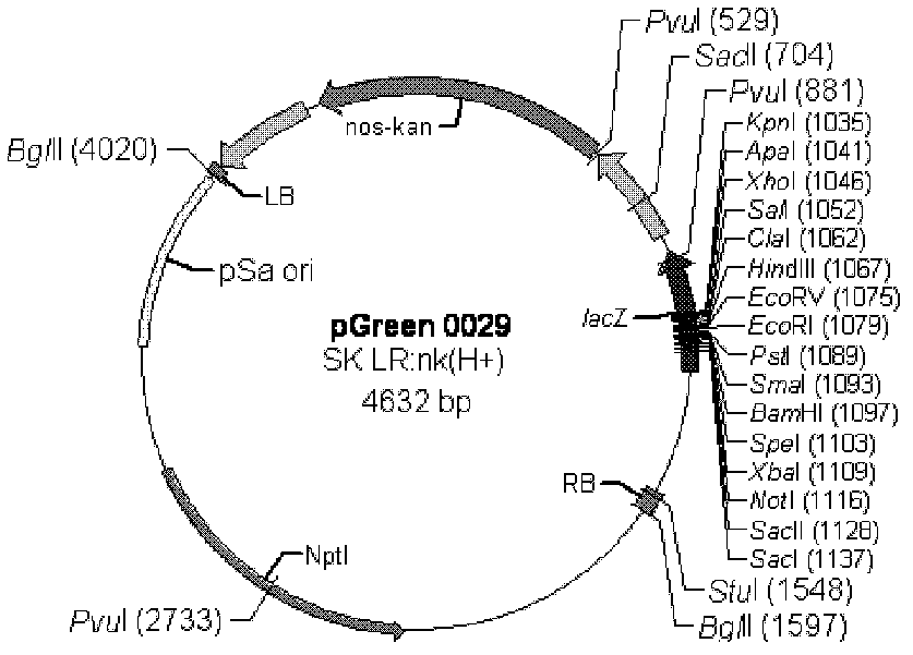 Expression vector for expressing blood coagulation factor VIII and application thereof