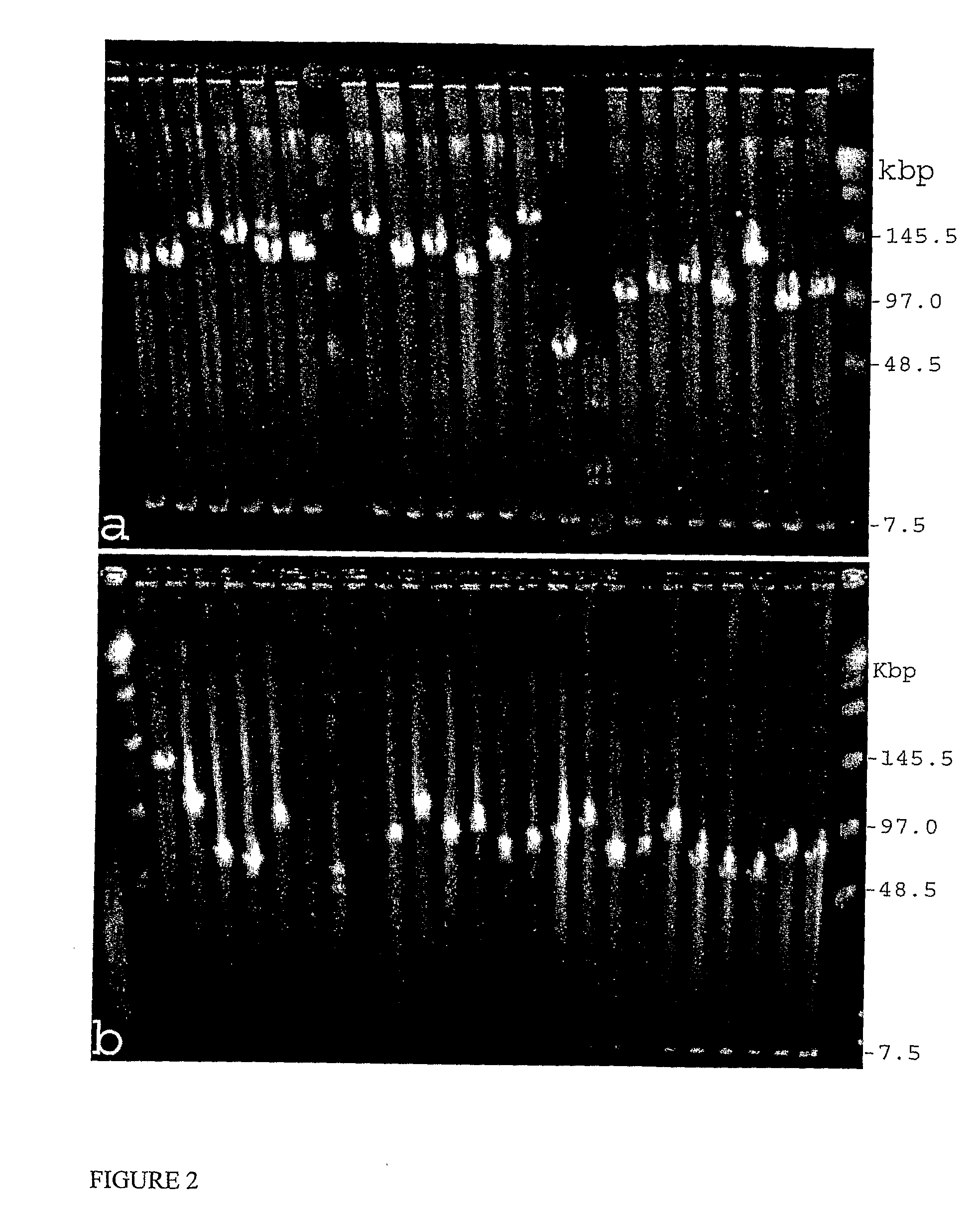 Late blight resistance genes and methods