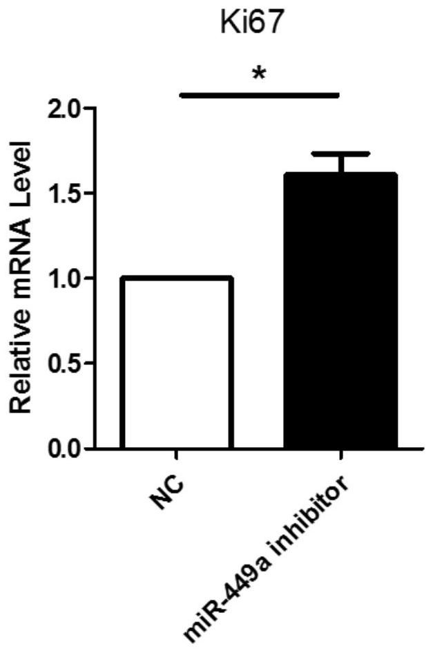 A method to promote in vitro expansion of mouse retinal precursor cells by inhibiting microRNAs