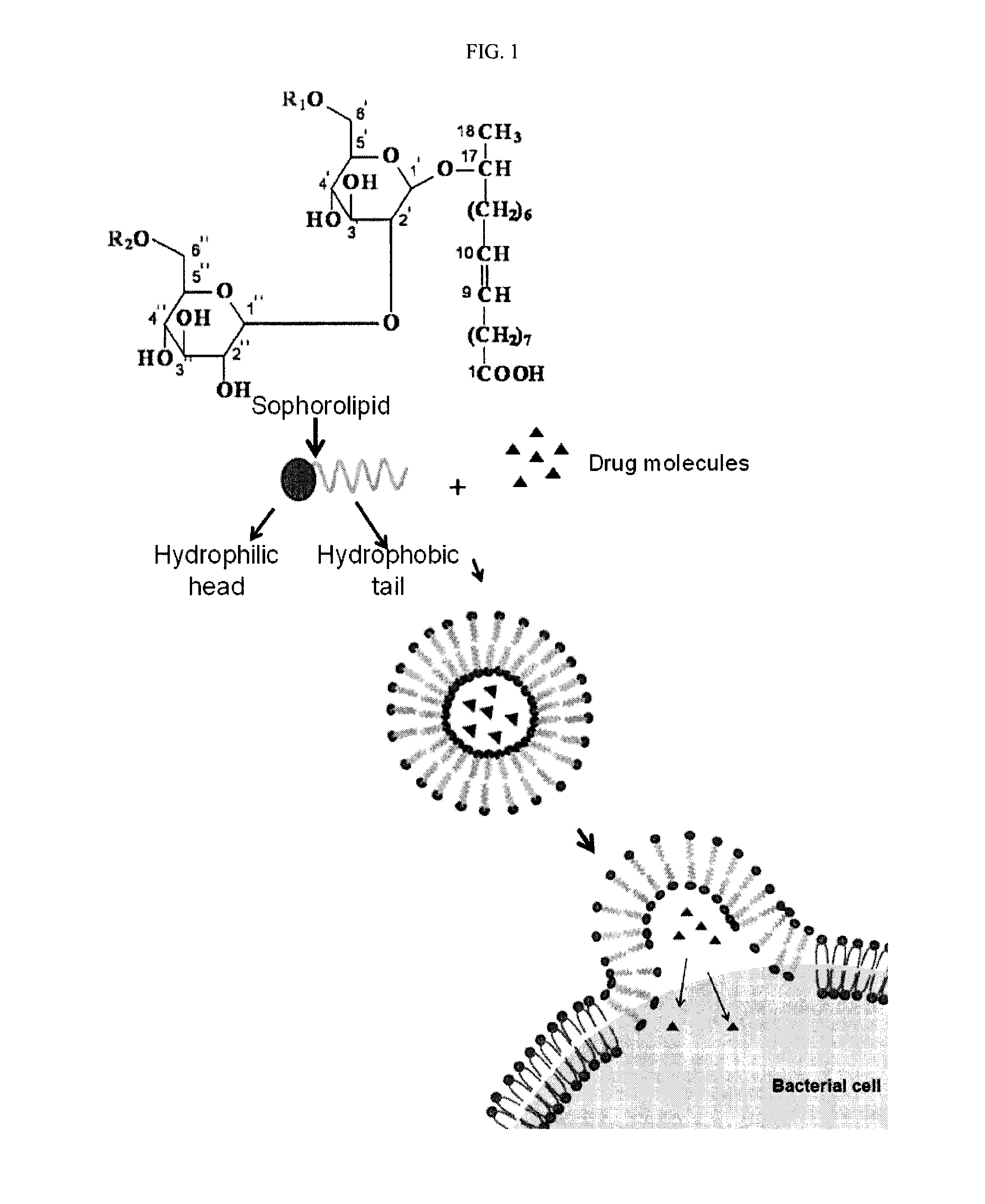 Pharmaceutical composition comprising sophorolipid in combination with an antibiotic