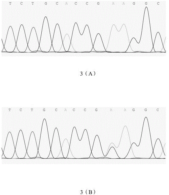 Applications of single-stranded nucleotide sequence of INHA gene as animal superovulation molecule marker, and detection method