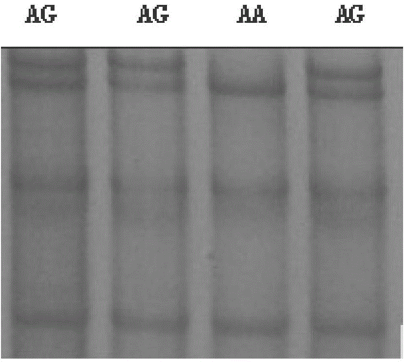 Applications of single-stranded nucleotide sequence of INHA gene as animal superovulation molecule marker, and detection method