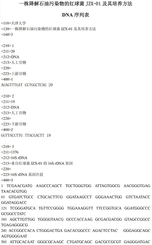 Rhodococcus JZX-01 used for degrading petroleum pollutants, and culturing method thereof