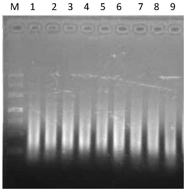 Error-prone whole-genome shuffling approach for Escherichia coli and butanol-tolerant Escherichia coli