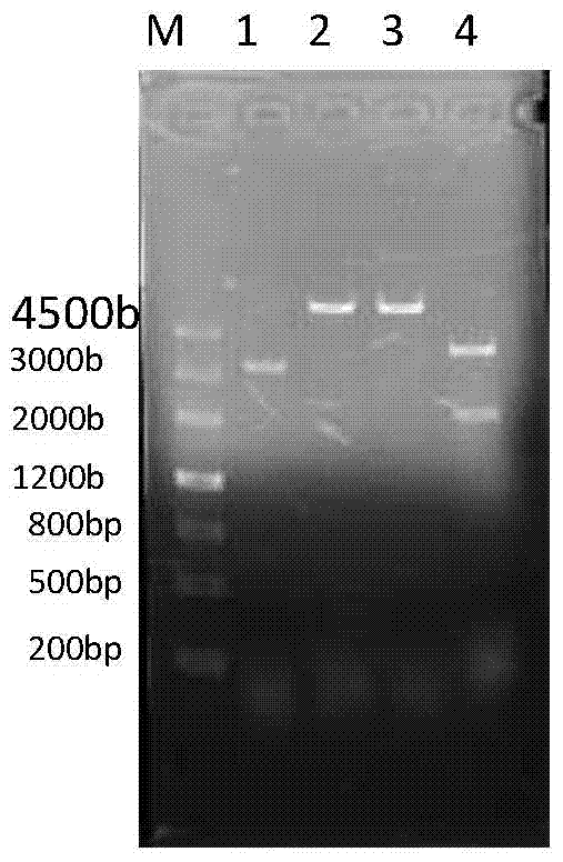 Error-prone whole-genome shuffling approach for Escherichia coli and butanol-tolerant Escherichia coli