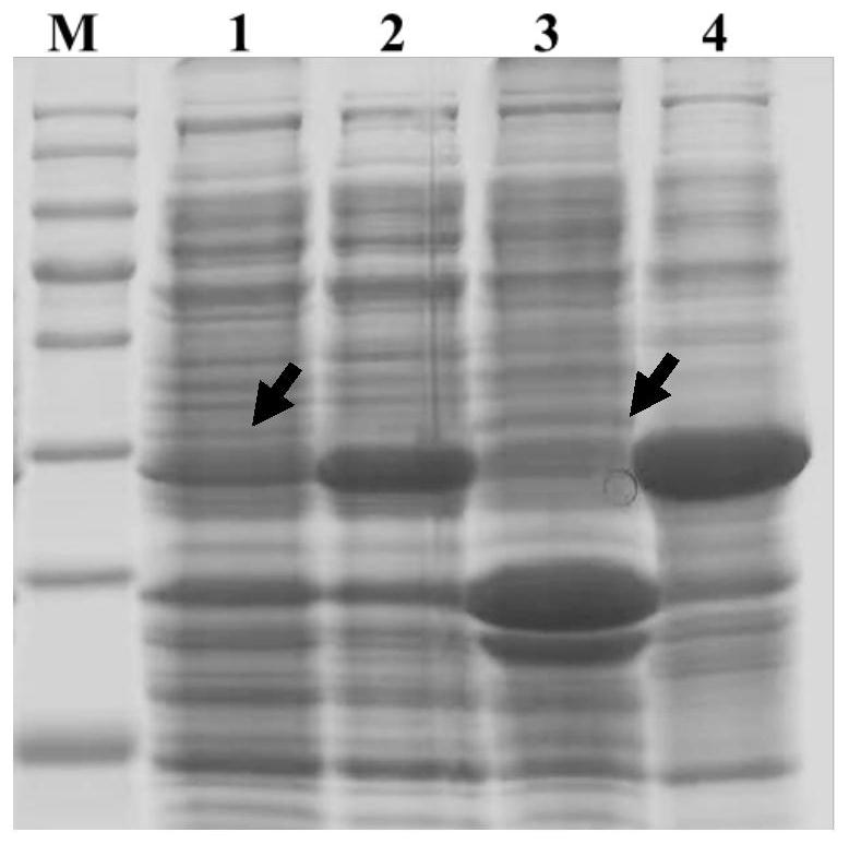 A kind of insecticidal protein, its nucleotide sequence and its application