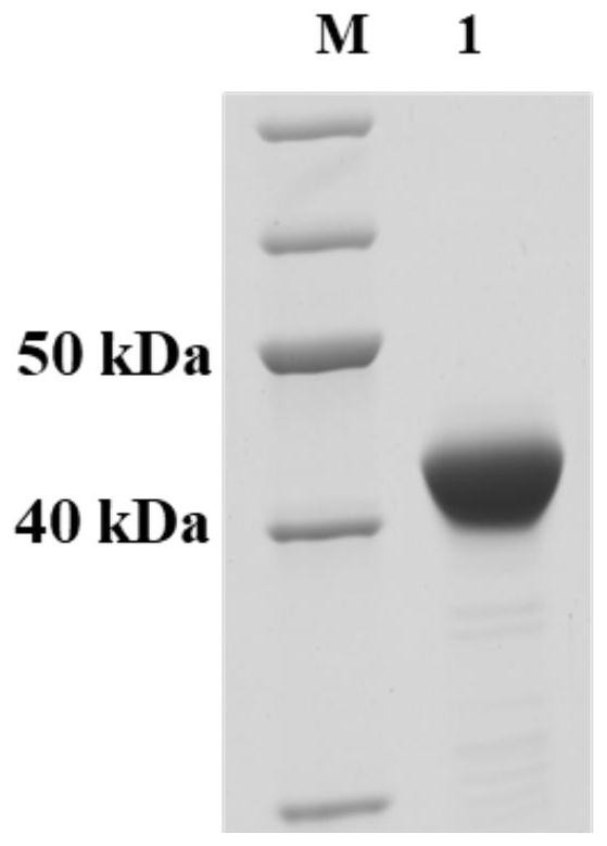 A kind of insecticidal protein, its nucleotide sequence and its application