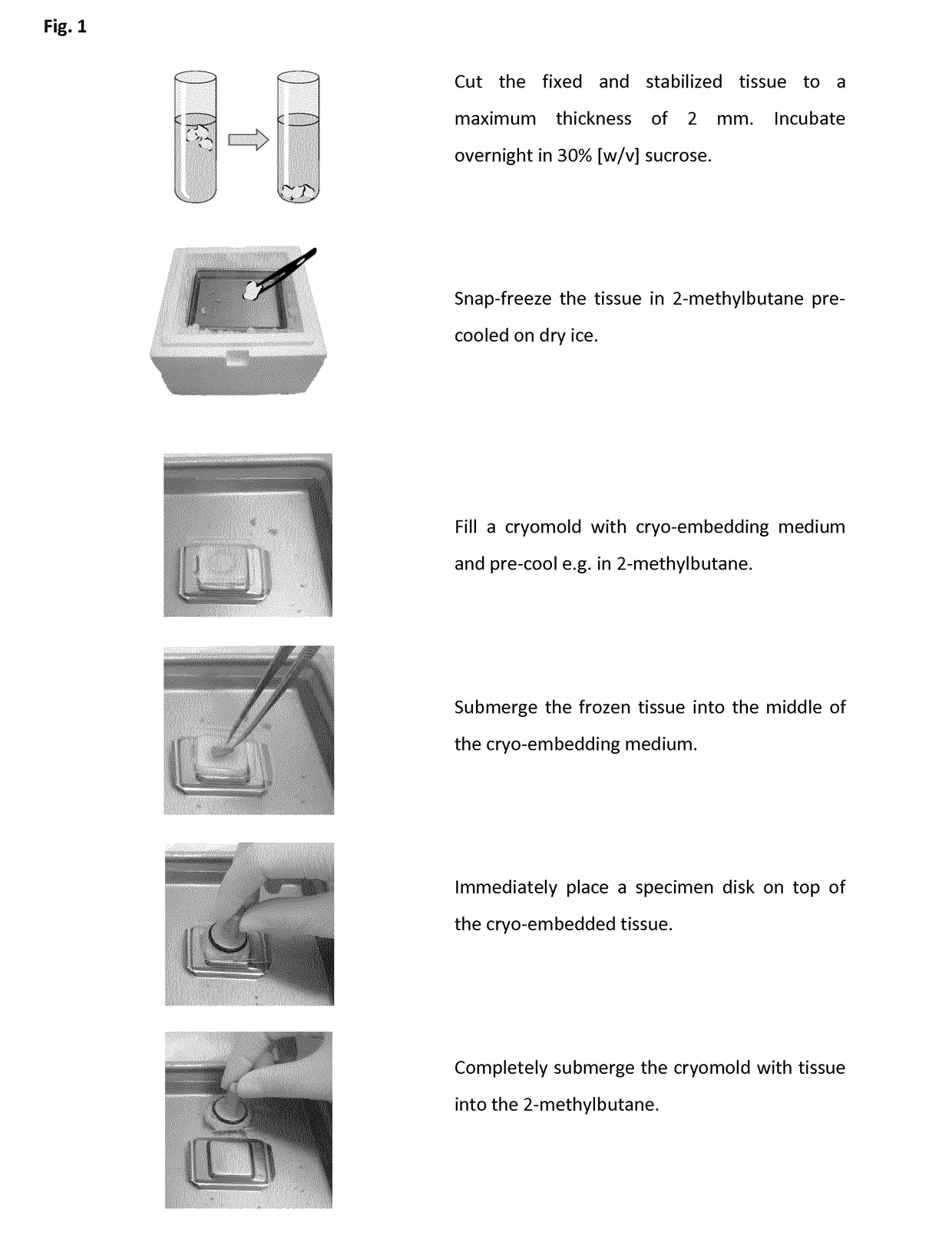 Method of preparing a frozen biological sample