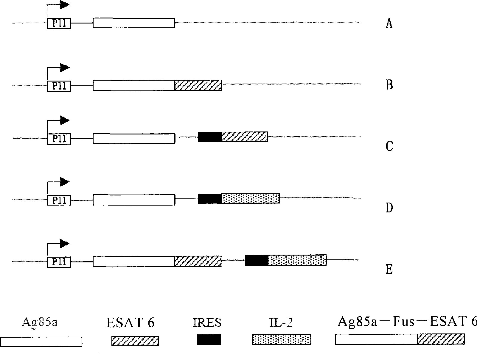 Preparation of novel tuberculosis vaccine and use thereof