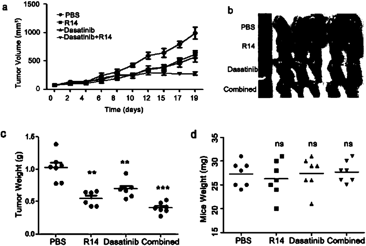 LRPPRC (leucine rich pentatricopeptide repeat containing) specific nucleic acid aptamer and application thereof