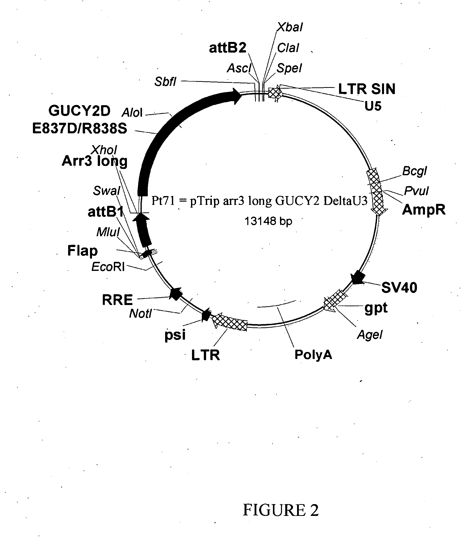 Transgenic pig for mutant gucy2d as cone dystrophy model