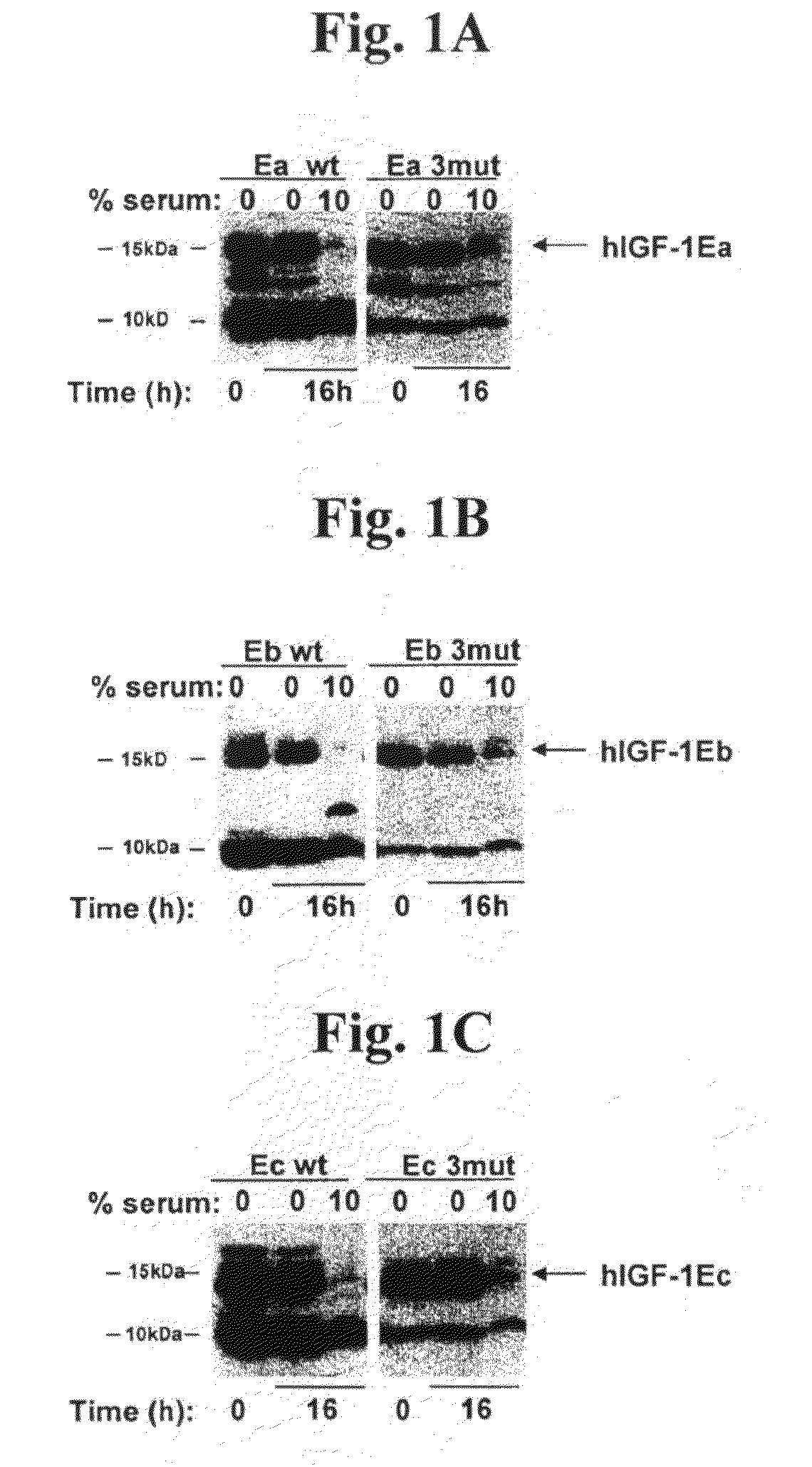 Stabilized insulin-like growth factor polypeptides