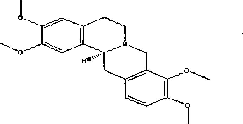 A kind of tetrahydropalmatine transdermal patch and preparation method thereof