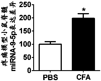 Application of mirna-9-5p compound in the preparation of chronic pain diagnostic markers and therapeutic drugs