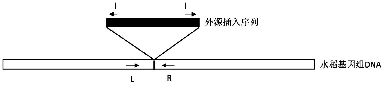 Multivalent transgenic insect-resistant rice genotype identification primer pair and method