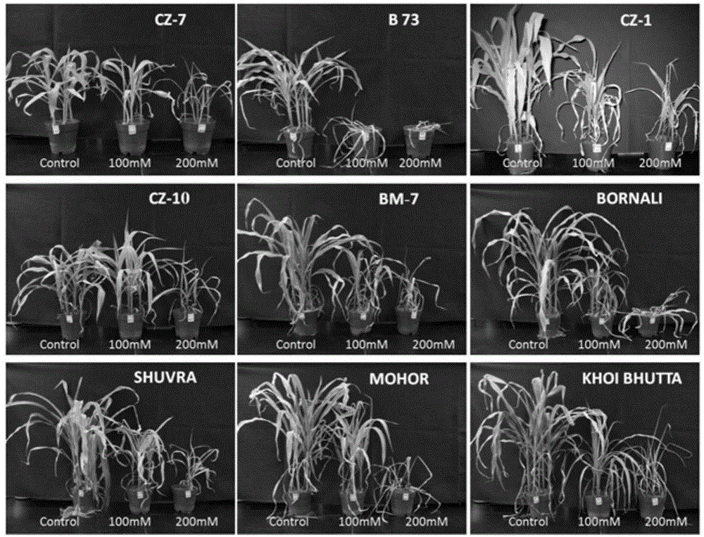 Maize salt tolerance identification method