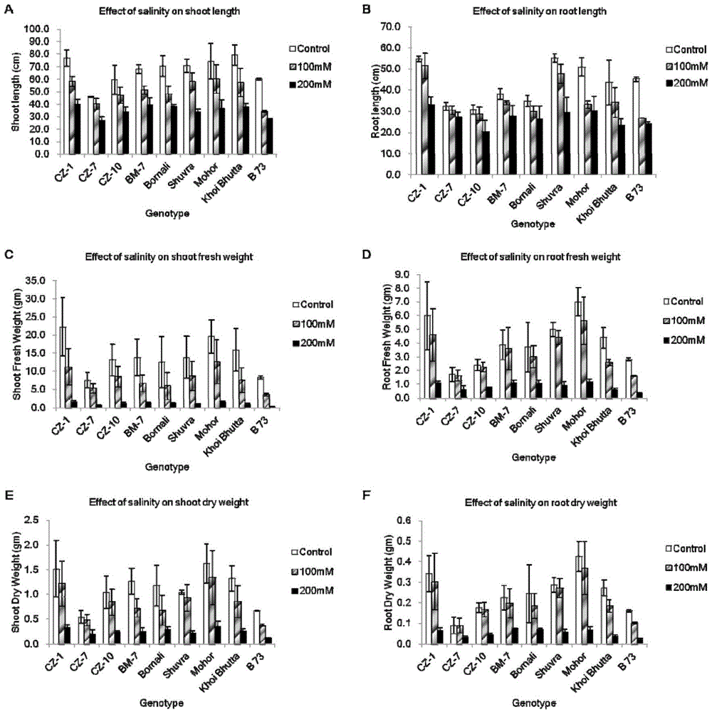 Maize salt tolerance identification method