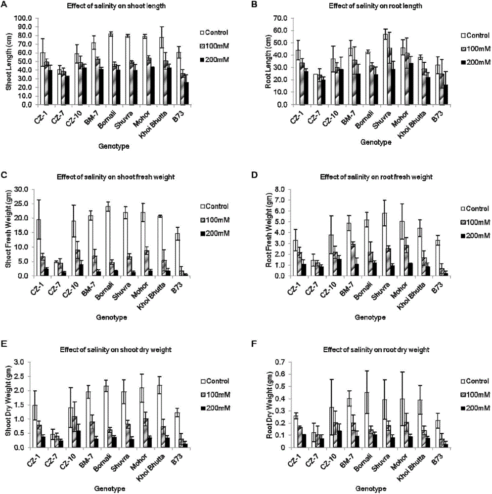 Maize salt tolerance identification method