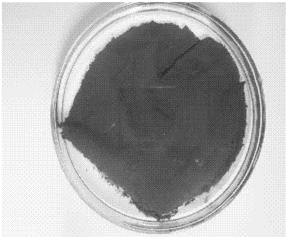 Crosslinked polyethylene pyrrolidone-base fluorescent composite thin film and preparation method thereof