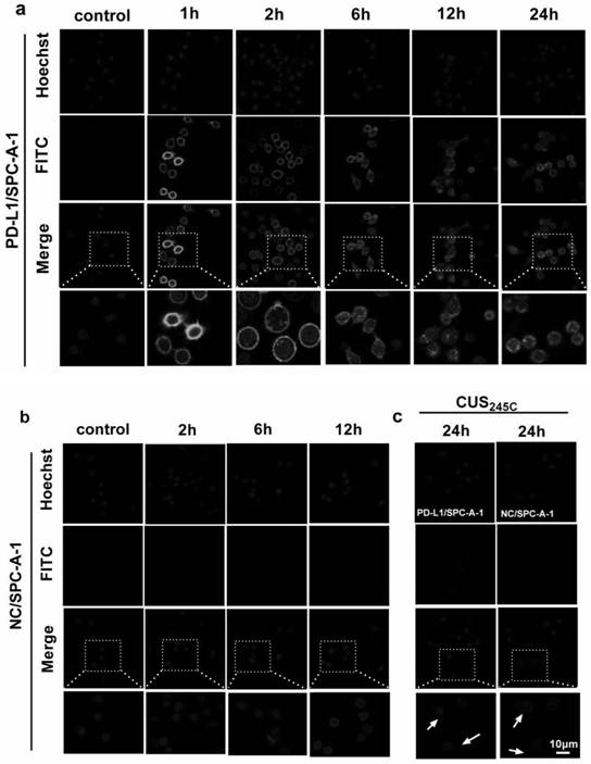 PD-L1 targeting immunotoxin as well as preparation method and application thereof