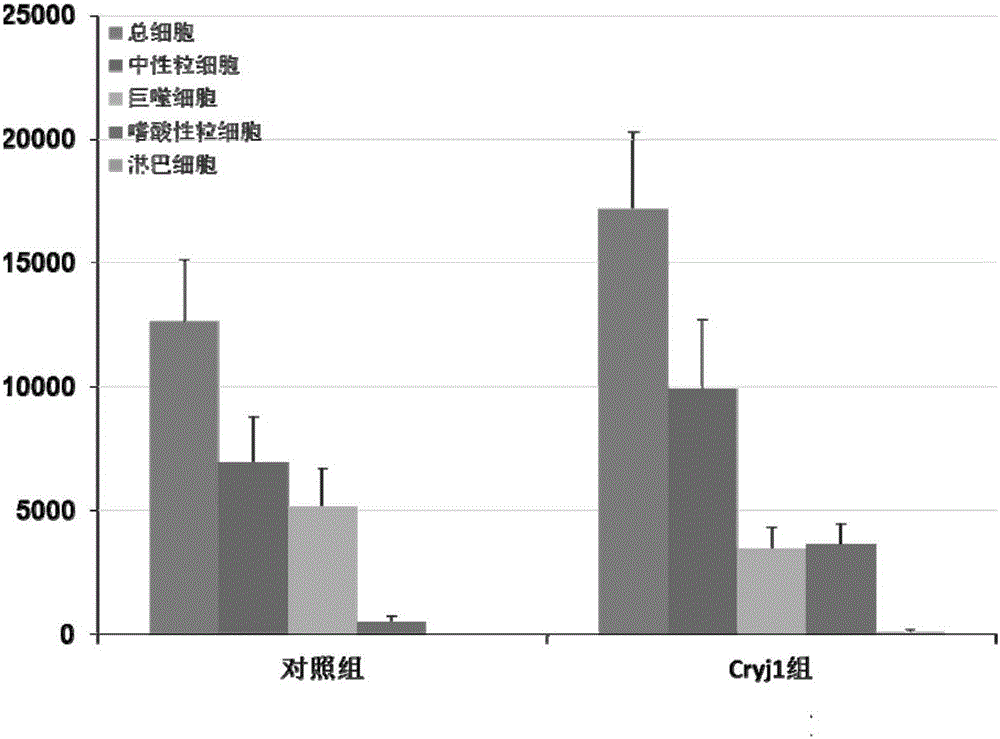 Method for constructing allergic rhinitis model in non-human mammal by using pollen of Cryptomeria fortunei