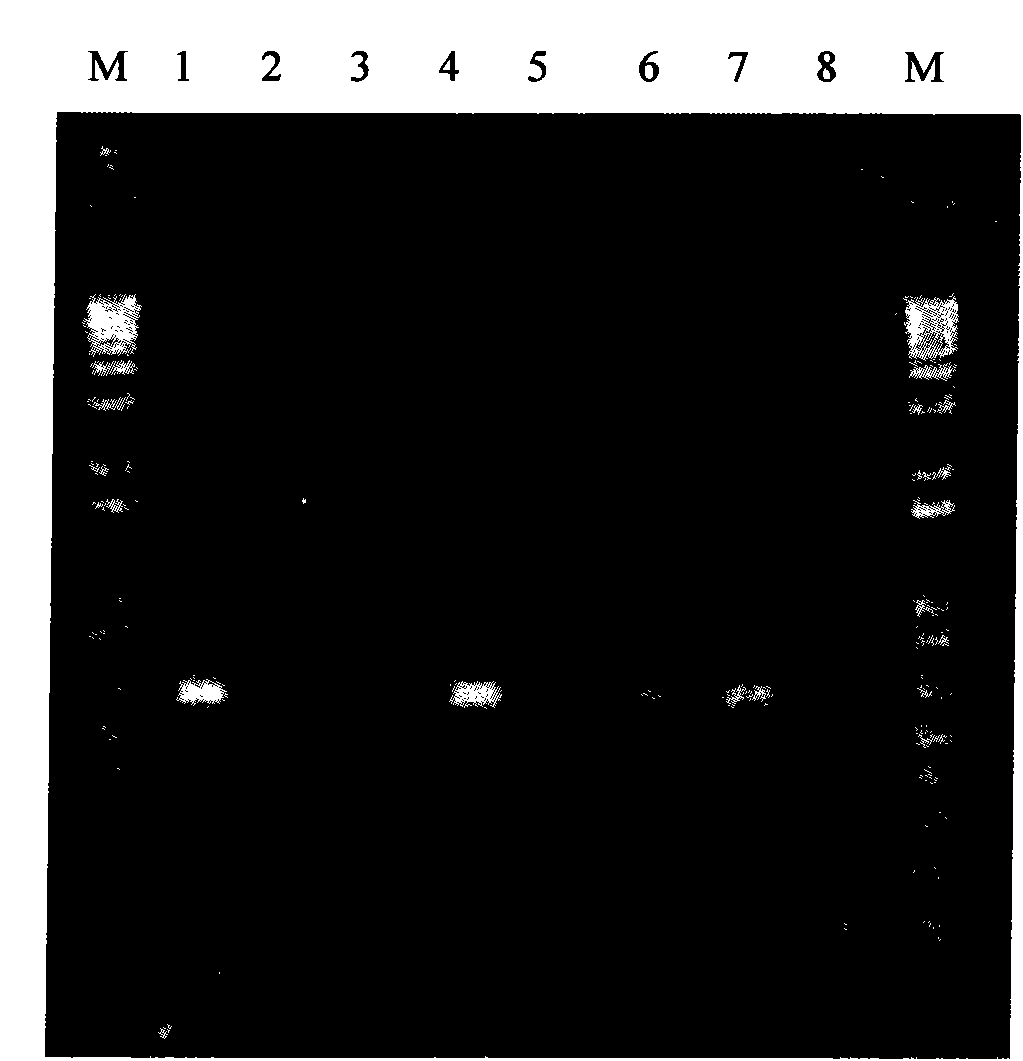 Medium for adsorbing stored DNA and preparation method