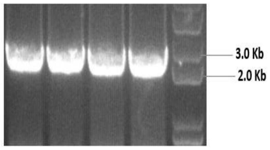 Application of TaSBE I gene in promoting wheat starch synthesis