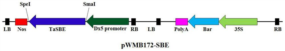 Application of TaSBE I gene in promoting wheat starch synthesis