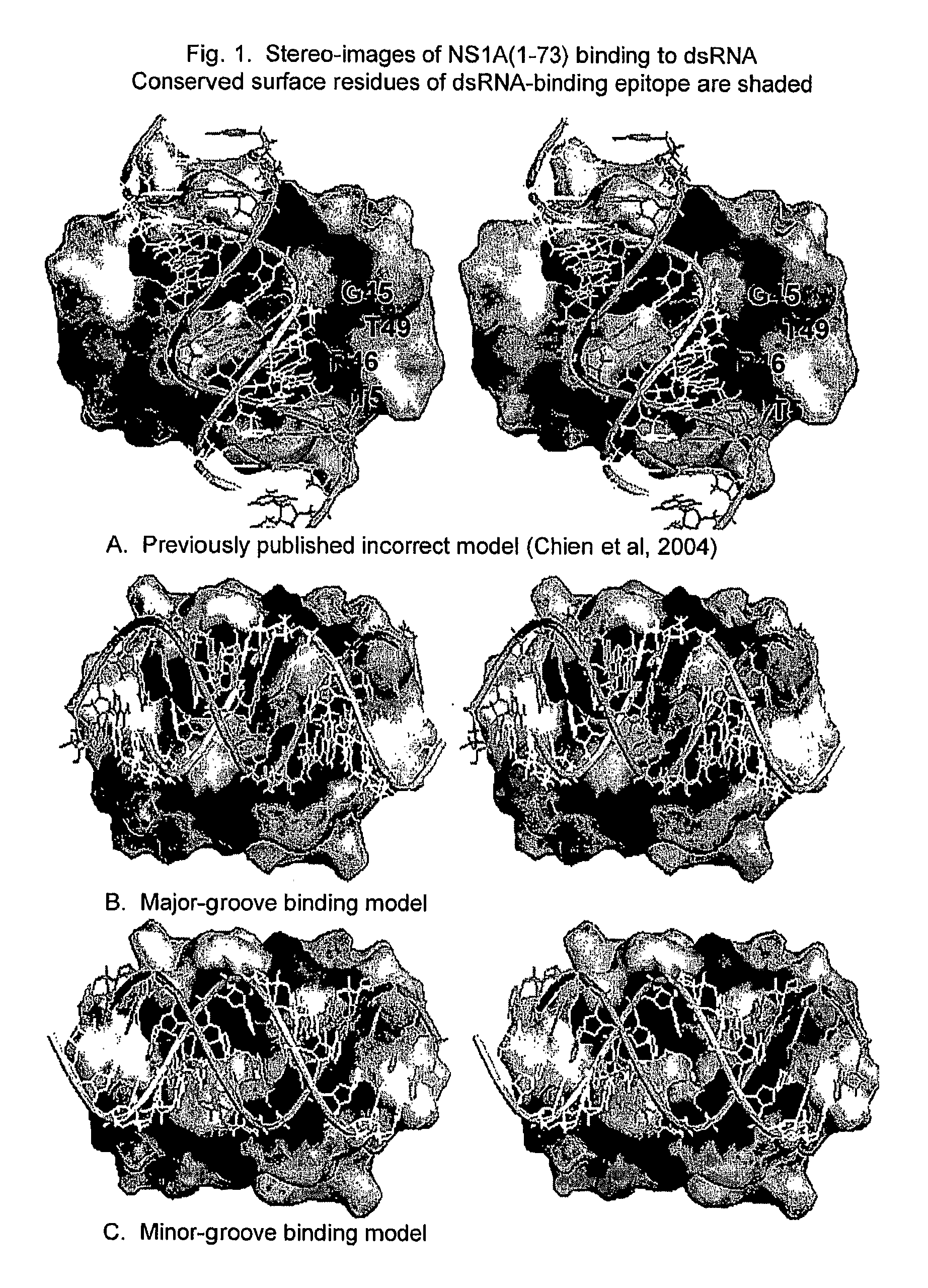 Compositions and vaccines against influenza A and influenza B infections