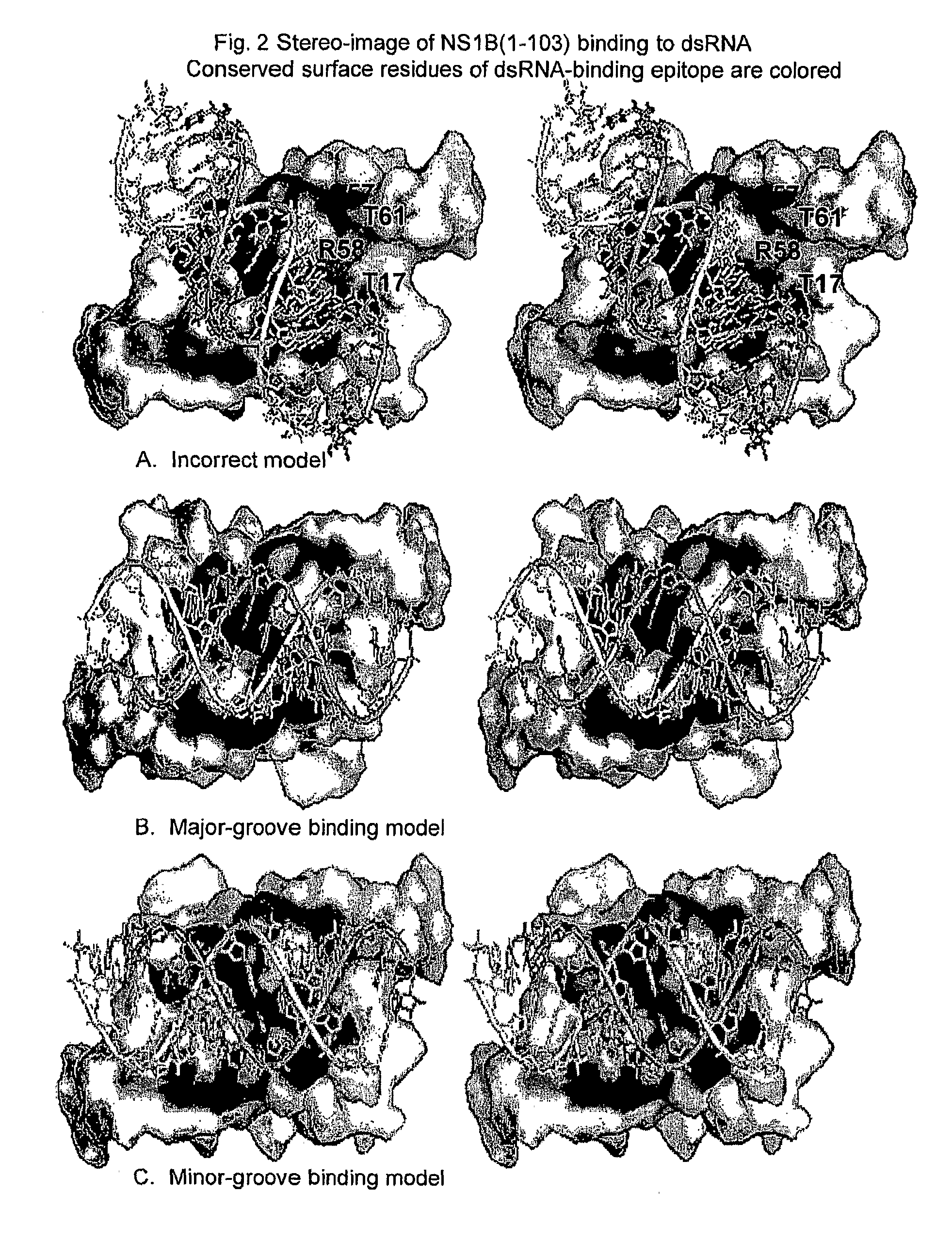 Compositions and vaccines against influenza A and influenza B infections