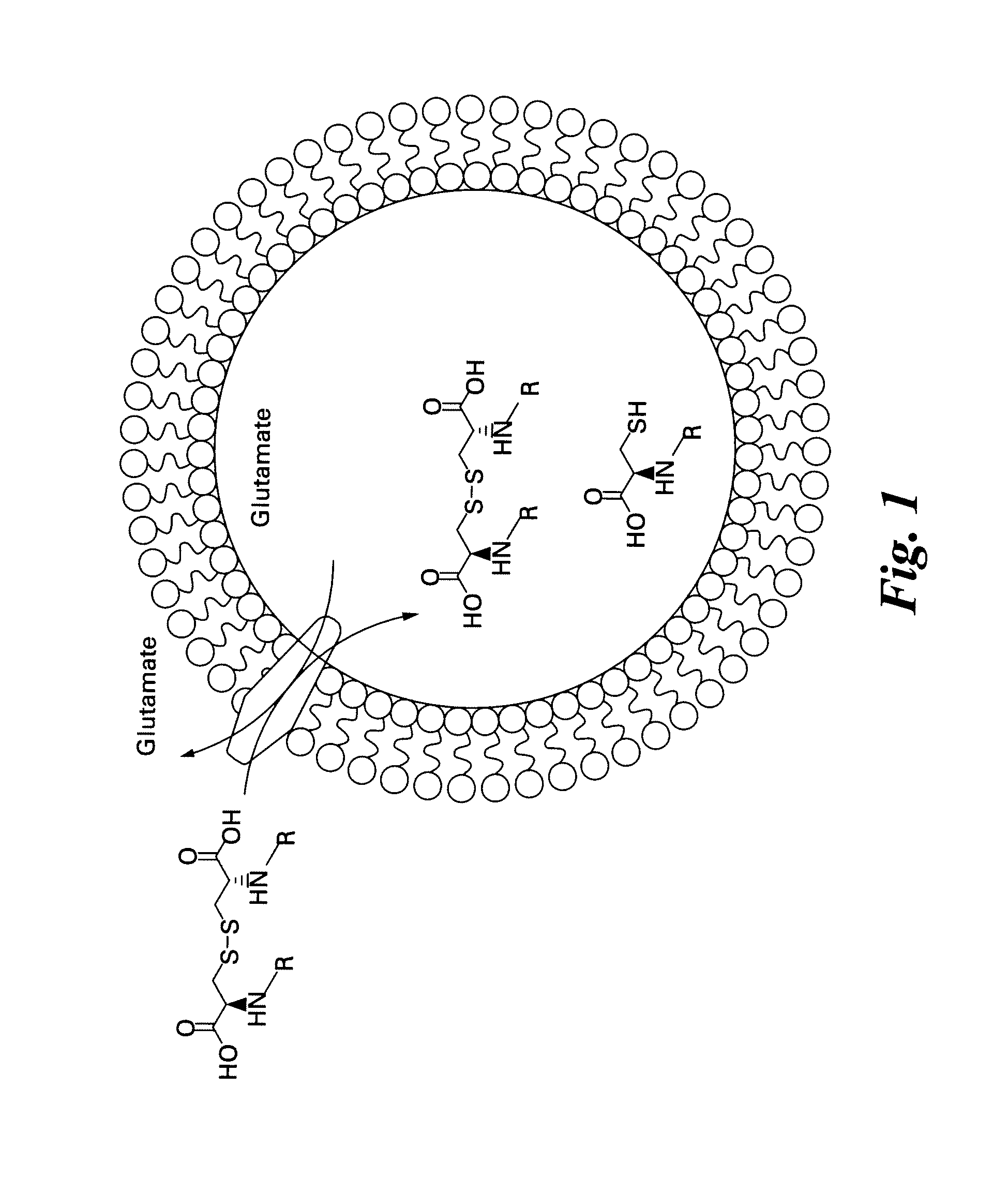 Labeled molecular imaging agents, methods of making and methods of use