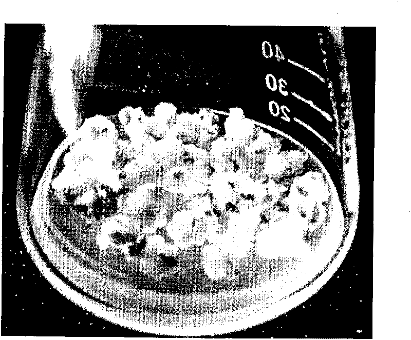 Method of wheat test-tube plantlet blade repeated regeneration