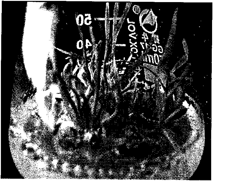 Method of wheat test-tube plantlet blade repeated regeneration