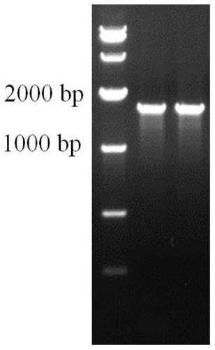 Method for purifying cryptosporidium protein kinase