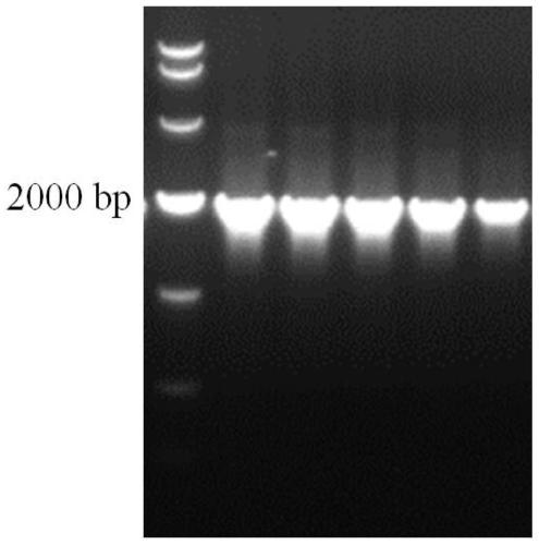 Method for purifying cryptosporidium protein kinase