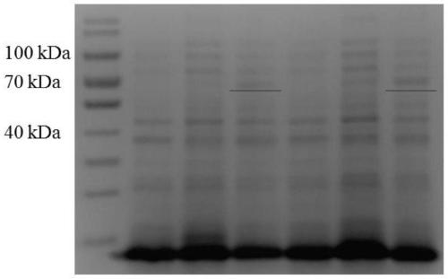 Method for purifying cryptosporidium protein kinase