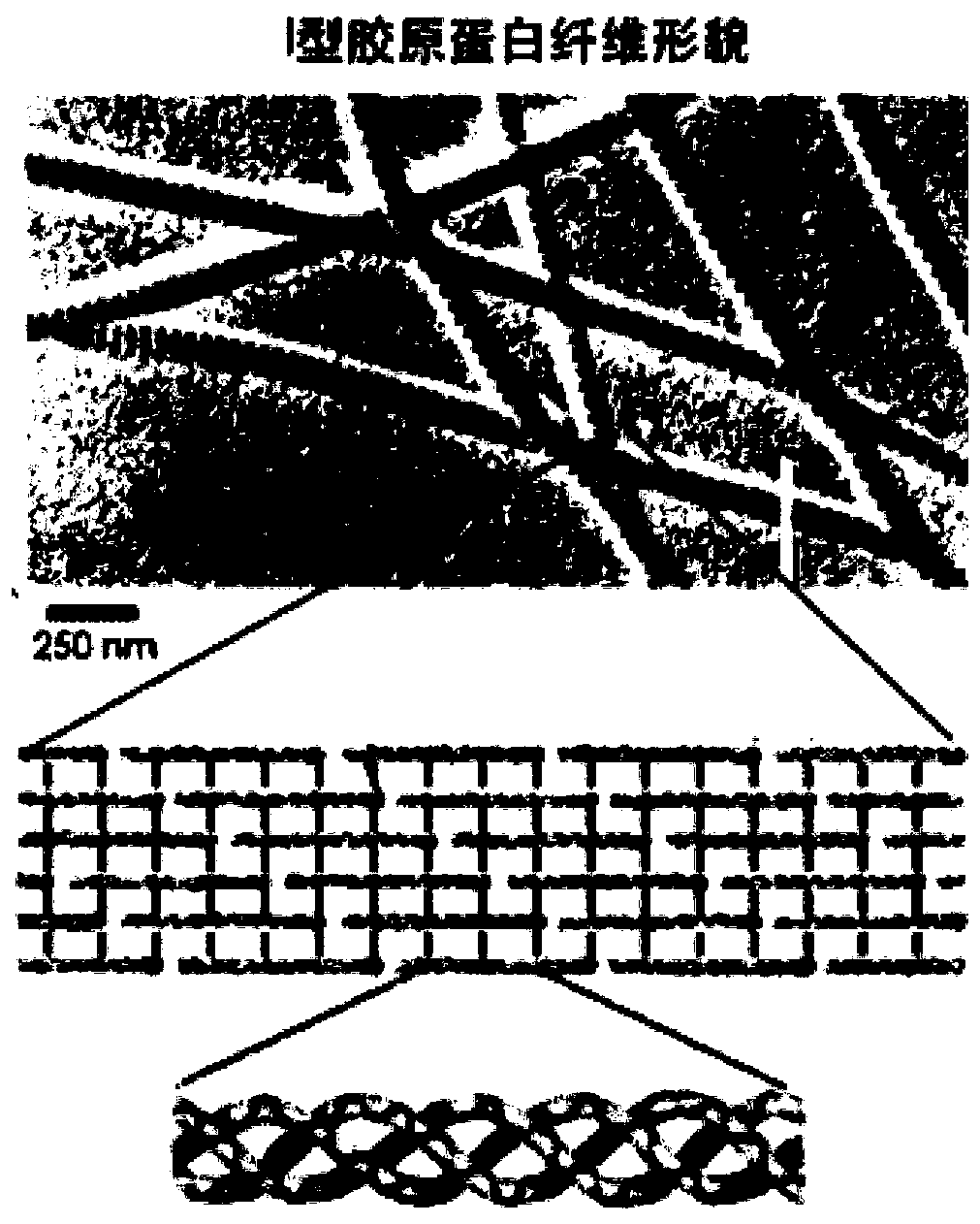 Preparation method of type I collagen-like fiber