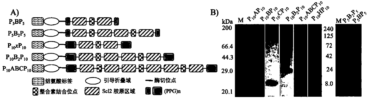 Preparation method of type I collagen-like fiber