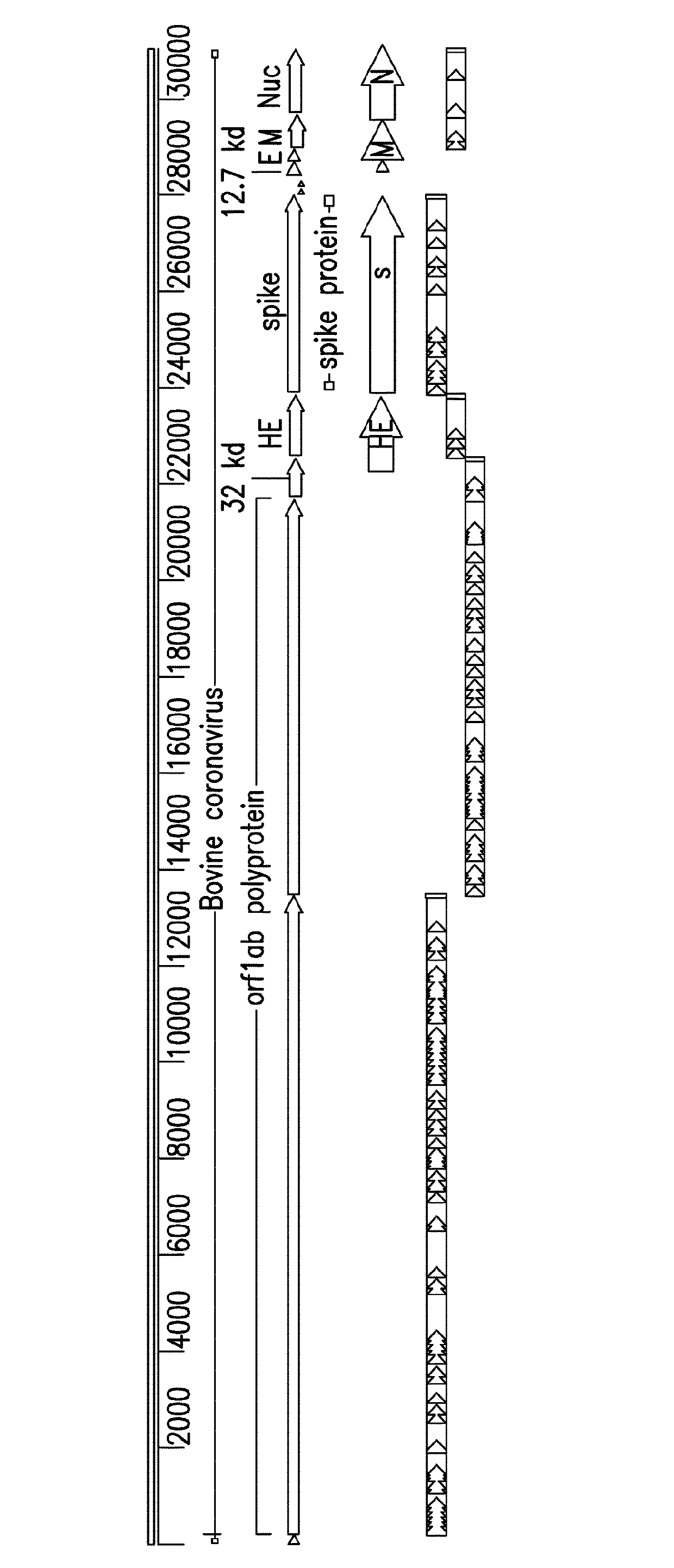 Attenuated bovine coronavirus and related vaccines