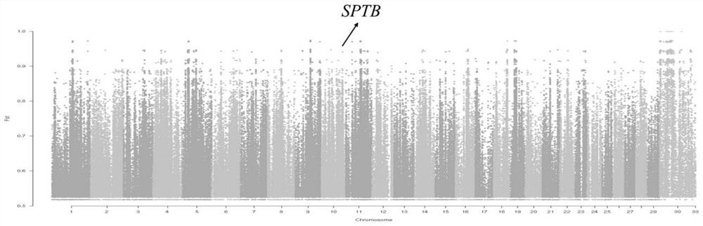 SNP (Single Nucleotide Polymorphism) marker site related to bovine erythrocyte membrane structure and application of SNP marker site